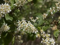 Prunus padus 39, Gewone vogelkers, Saxifraga-Willem van Kruijsbergen