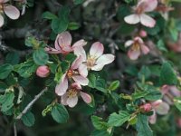 Prunus prostrata 4, Saxifraga-Jan van der Straaten