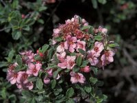 Prunus prostrata 5, Saxifraga-Jan de Laat