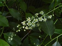 Prunus serotina 25, Amerikaanse vogelkers, Saxifraga-Ed Stikvoort