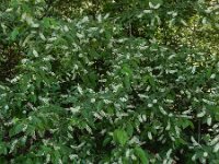 Prunus serotina 26, Amerikaanse vogelkers, Saxifraga-Ed Stikvoort