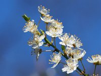 Prunus spinosa 79, Sleedoorn, Saxifraga-Hans Dekker