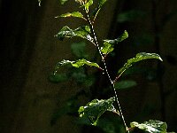 Prunus spinosa 82, Sleedoorn, Saxifraga-Jan van der Straaten