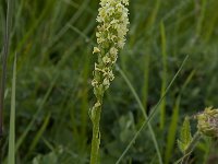 Pseudorchis albida, Small-white Orchid