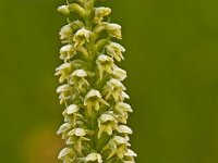 Pseudorchis albida 28, Witte muggenorchis, Saxifraga-Luuk Vermeer