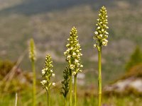 Pseudorchis albida 29, Witte muggenorchis, Saxifraga-Luuk Vermeer