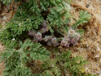 Pseudorlaya pumila