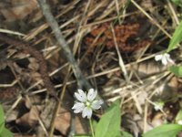 Pseudostellaria europaea 3, Saxifraga-Jasenka Topic