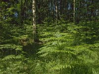 Pteridium aquilinum 15, Adelaarsvaren, Saxifraga-Jan van der Straaten