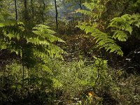 Pteridium aquilinum 16, Adelaarsvaren, Saxifraga-Jan van der Straaten