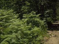 Pteridium aquilinum 17, Adelaarsvaren, Saxifraga-Jan van der Straaten