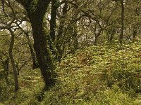 Pteridium aquilinum 18, Adelaarsvaren, Saxifraga-Jan van der Straaten