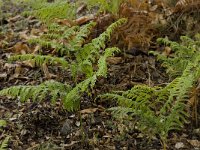 Pteridium aquilinum 20, Adelaarsvaren, Saxifraga-Willem van Kruijsbergen