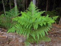 Pteridium aquilinum 26, Adelaarsvaren, Saxifraga-Ed Stikvoort