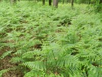 Pteridium aquilinum 27, Adelaarsvaren, Saxifraga-Rutger Barendse