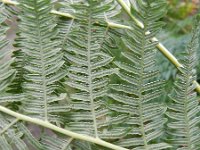 Pteridium aquilinum 28, Adelaarsvaren, Saxifraga-Rutger Barendse