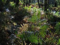 Pteridium aquilinum 29, Adelaarsvaren, Saxifraga-Ed Stikvoort