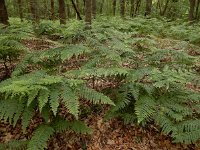 Pteridium aquilinum 32, Adelaarsvaren, Saxifraga-Ed Stikvoort