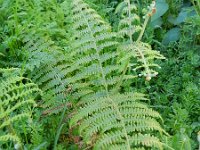 Pteridium aquilinum 33, Adelaarsvaren, Saxifraga-Rutger Barendse