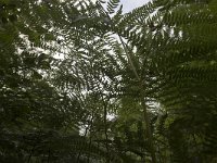 Common bracken shot from below  Pteridium aquilinum : bracken, common bracken, fern, flora, floral, natural, nature, plant, Pteridium aquilinum