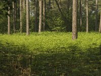 Pteridium aquilinum 6, Adelaarsvaren, habitat, Saxifraga-Willem van Kruijsbergen