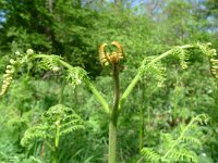 Pteridium aquilinum 7, Adelaarsvaren, Saxifraga-Mark Zekhuis