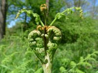 Pteridium aquilinum 8, Adelaarsvaren, Saxifraga-Mark Zekhuis