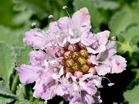 Pterocephalus perennis 2, Saxifraga-Sonja Bouwman  Mount Parnassus scabious - Pterocephalus perennis - Caprifoliaceae familie