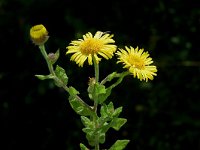 Pulicaria dysenterica 1, Heelblaadjes, Saxifraga-Jan van der Straaten