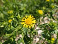 Pulicaria dysenterica 10, Heelblaadjes, Saxifraga-Branko Bakan