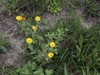 Pulicaria dysenterica 13, Heelblaadjes, Saxifraga-Peter Meininger