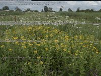 Pulicaria dysenterica 40, Heelblaadjes, Saxifraga-Willem van Kruijsbergen