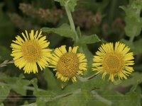 Pulicaria dysenterica 41, Heelblaadjes, Saxifraga-Willem van Kruijsbergen