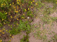 Pulicaria vulgaris, Small Fleabane