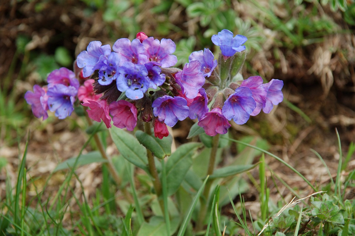 Pulmonaria officinalis