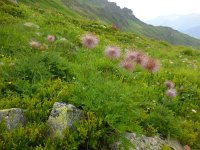 Pulsatilla alpina ssp alpina 47, Saxifraga-Ed Stikvoort