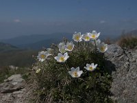 Pulsatilla alpina ssp austriaca 131, Saxifraga-Luuk Vermeer