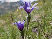 Pulsatilla halleri 35, Saxifraga-Luuk Vermeer