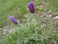 Pulsatilla halleri 37, Saxifraga-Luuk Vermeer