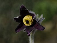 Pulsatilla montana 2, Saxifraga-Luuk Vermeer