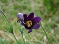 Pulsatilla rubra 1, Saxifraga-Dirk Hilbers