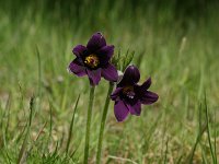 Pulsatilla rubra 2, Saxifraga-Dirk Hilbers