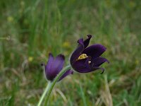 Pulsatilla rubra 24, Saxifraga-Dirk Hilbers