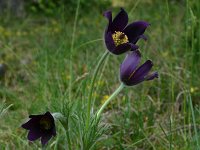 Pulsatilla rubra 25, Saxifraga-Dirk Hilbers