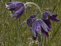 Pulsatilla rubra 3, Saxifraga-Jan van der Straaten