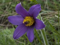 Pulsatilla rubra ssp rubra 10, Saxifraga-Willem van Kruijsbergen