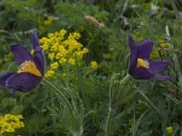 Pulsatilla rubra ssp rubra 11, Saxifraga-Willem van Kruijsbergen