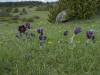 Pulsatilla rubra ssp rubra 13, Saxifraga-Willem van Kruijsbergen