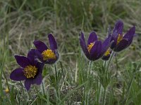 Pulsatilla rubra ssp rubra 15, Saxifraga-Willem van Kruijsbergen