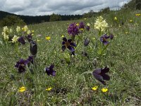 Pulsatilla rubra ssp rubra 19, Saxifraga-Willem van Kruijsbergen